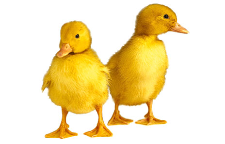 Baby Duckling Pictures   Cliparts Co
