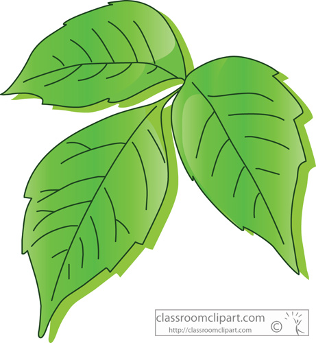 Plants   Poison Ivy Leaf   Classroom Clipart