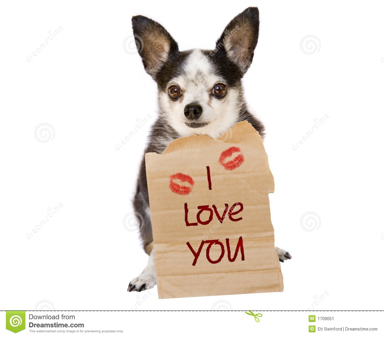 Happy Valentines Day To The One You Love From A Chihuahua Dog