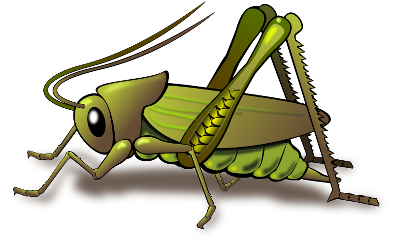 Cricket By Dux Phoenix   A Cricket Is An Insect With Somewhat