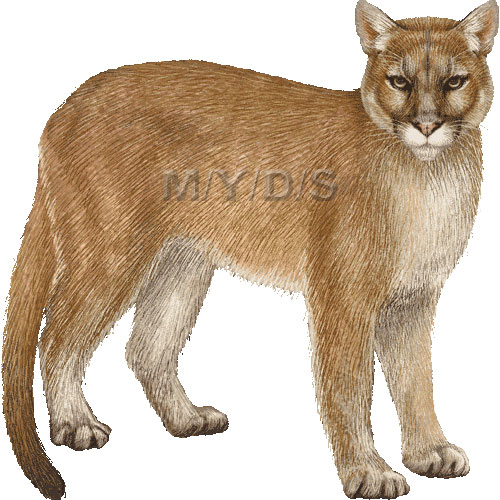 Cougar  Puma Concolor  Clipart Graphics  Free Clip Art