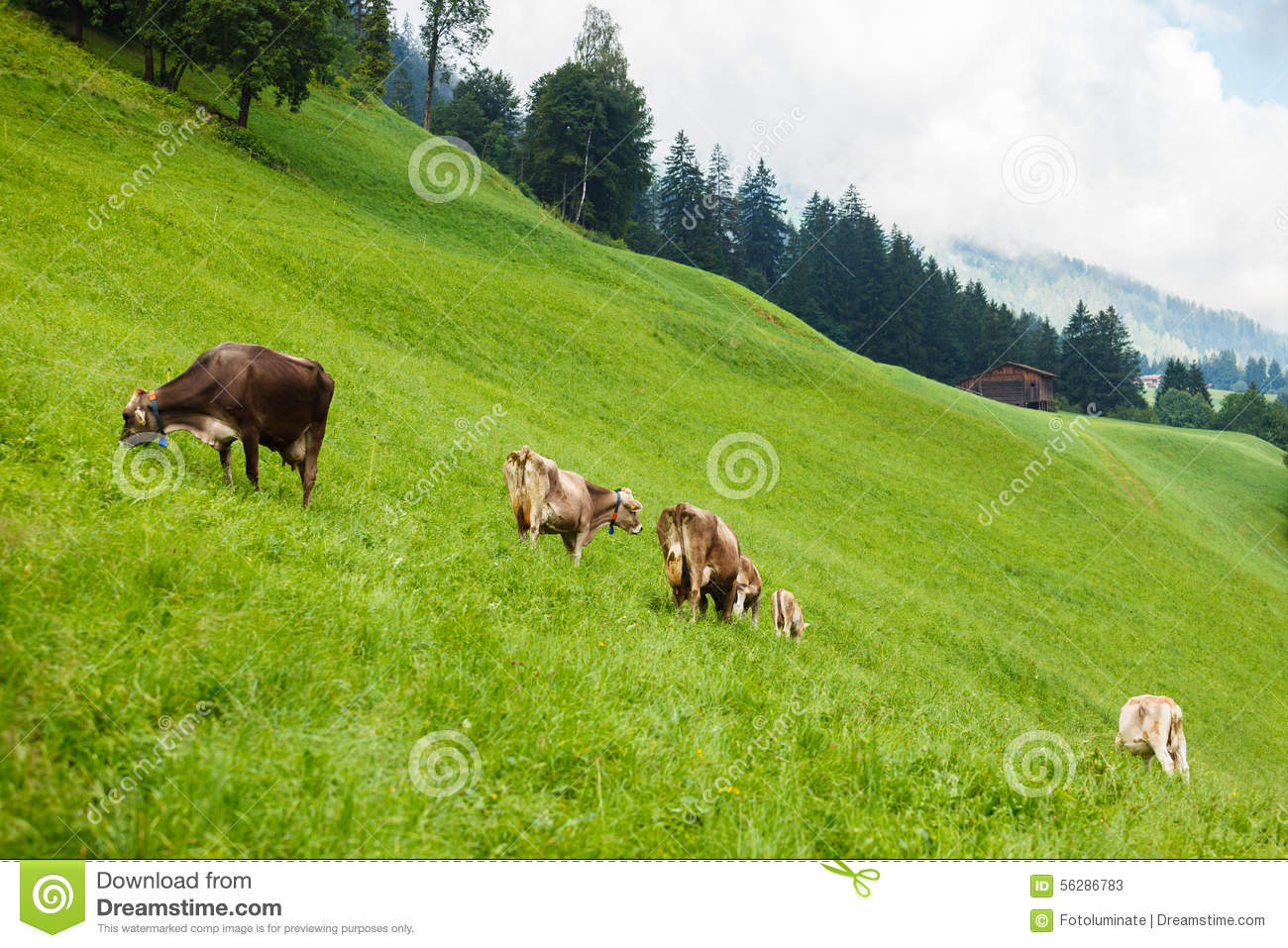Dairy Cows Grazing Swiss Mountain Farm 56286783 Jpg