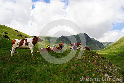Dairy Mountain Cows Stock Photo   Image  64049279