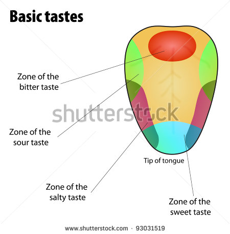Tongue Taste Clipart Basic Tastes  Tongue