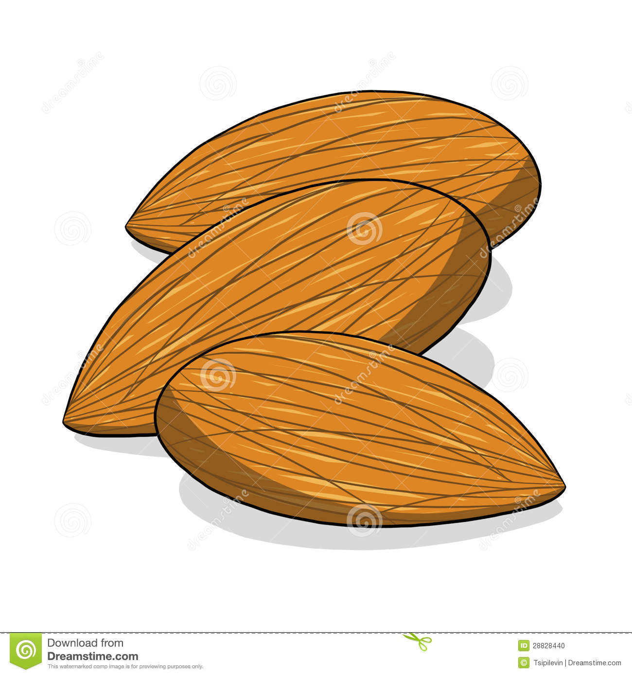 Almond Nuts Illustration Stock Photo   Image  28828440