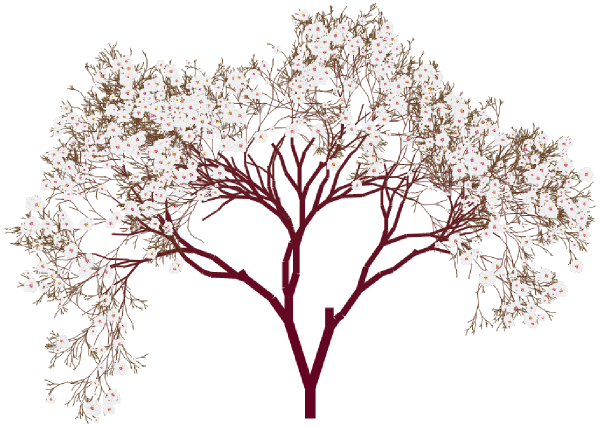 Almond Tree Blossom Clip Art At Clker Com   Vector Clip Art Online