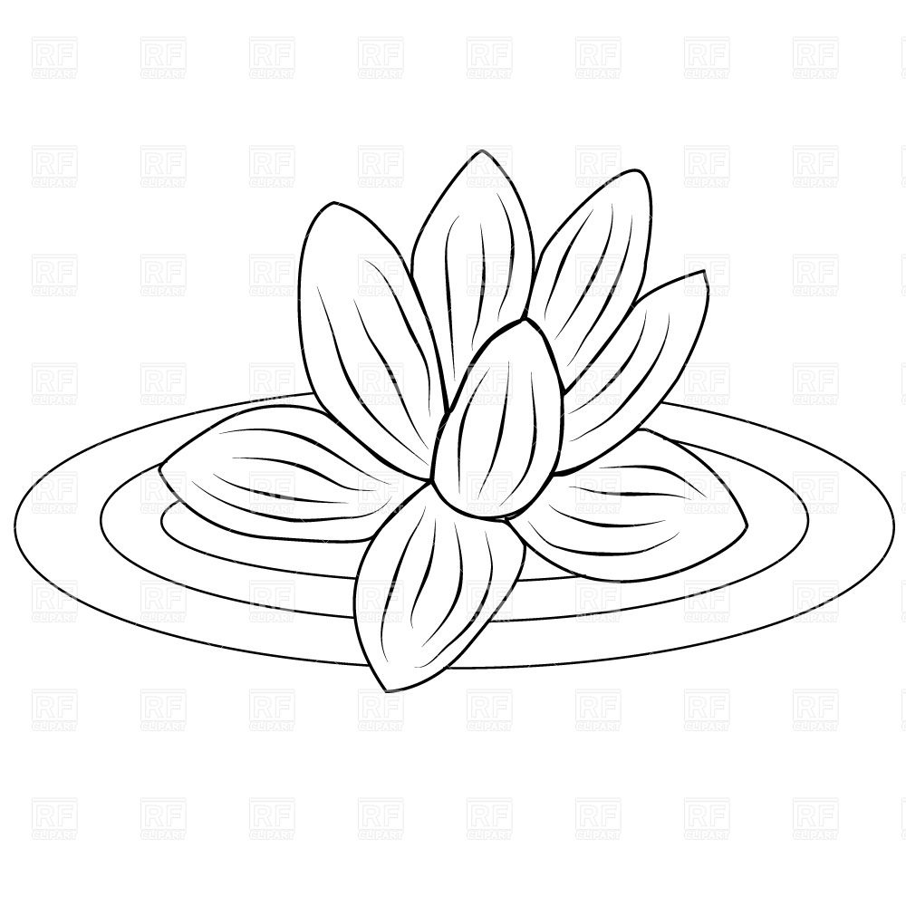 Lotus Flower In The Water Download Royalty Free Vector Clipart  Eps