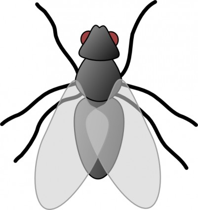 Fly Bug Insect Clip Art Free Vector In Open Office Drawing Svg    Svg