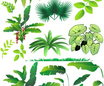 Set Of 12 Vector Rainforest Plants Templates For Your Jungle Related
