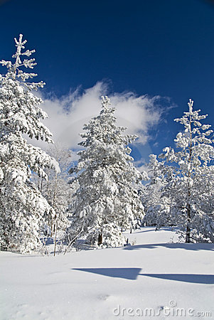 Sunny Winter Day   Winter Mountain Scene 