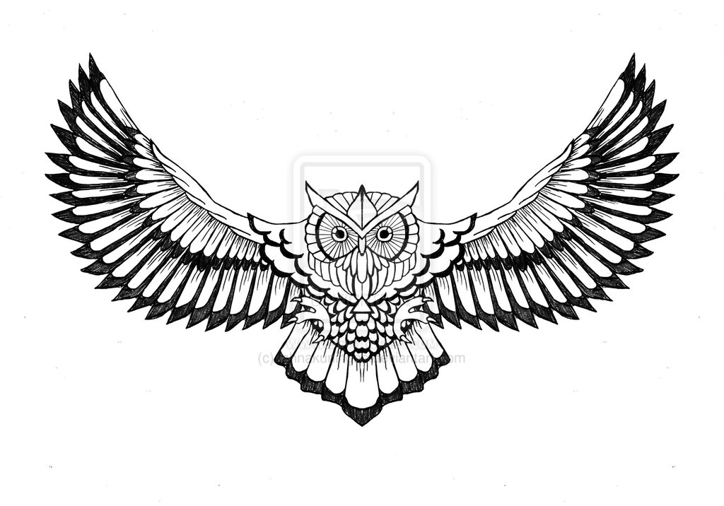 Flying Owl Drawing   Clipart Panda   Free Clipart Images