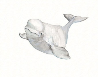 Go Back   Pix For   Beluga Whale Clipart