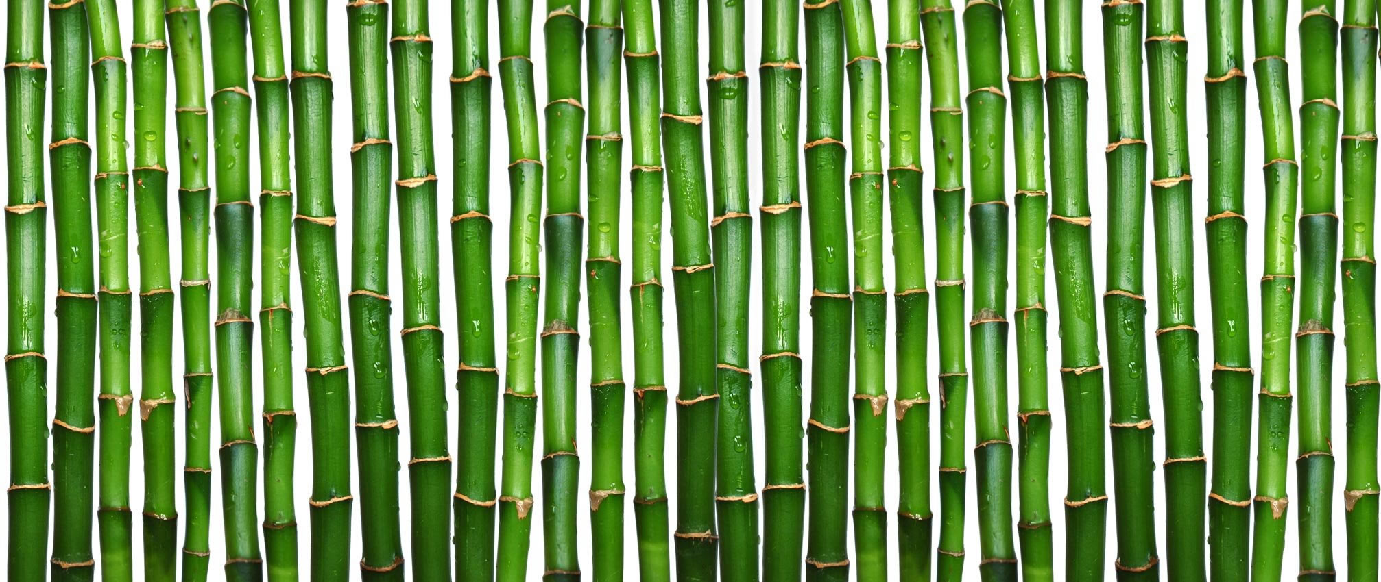 Download Texture  Green Bamboo Texture Bamboo  Green Bamboo Texture    