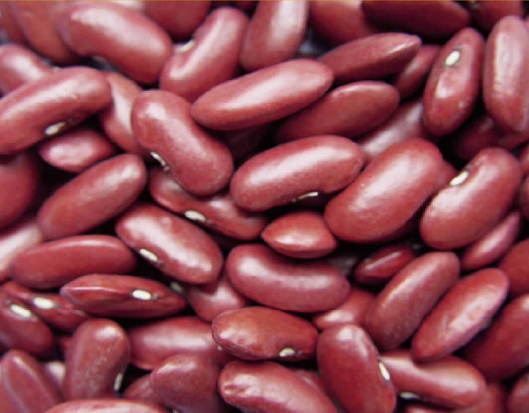 China Dark Red Kidney Beans   China Bean Pea