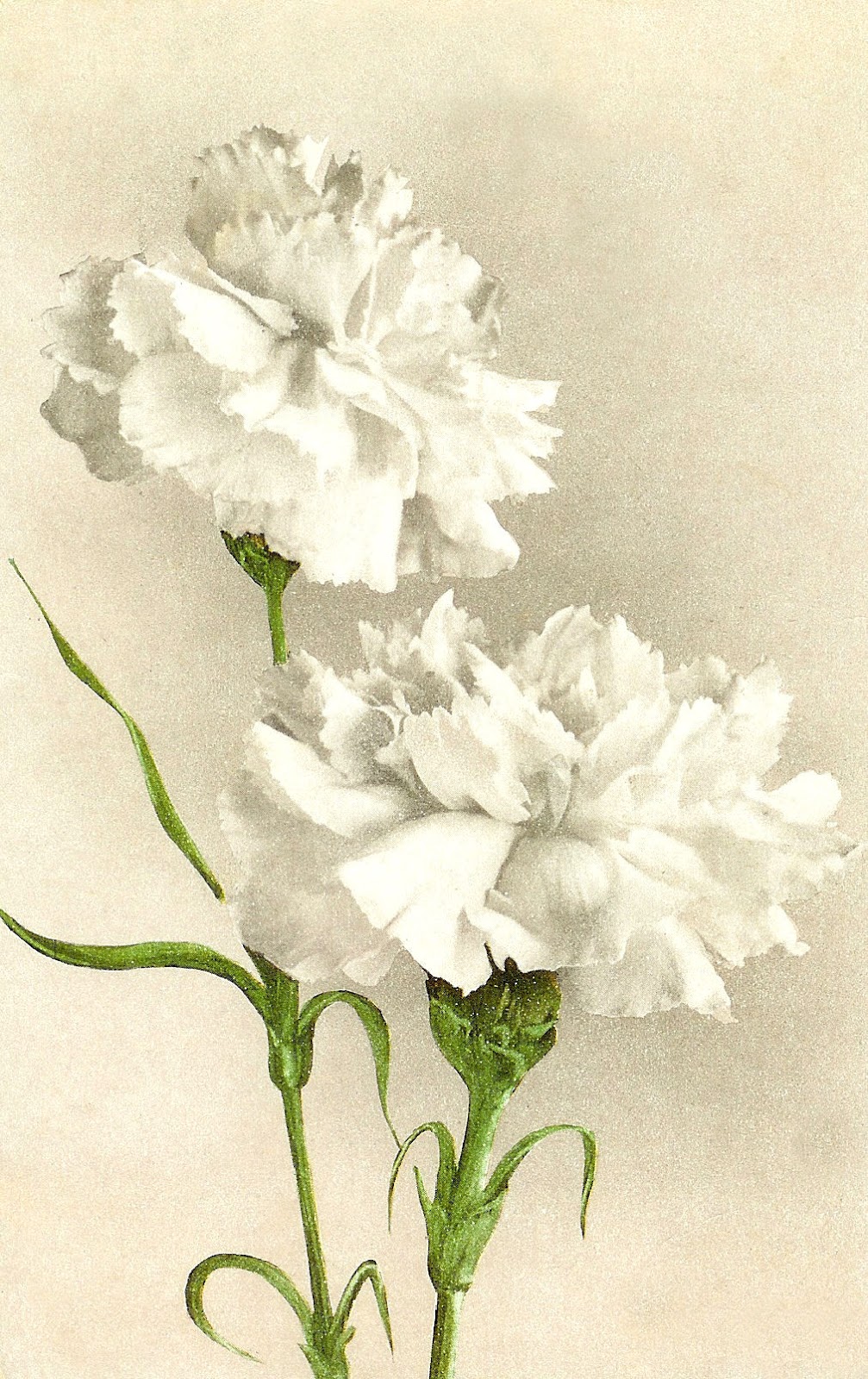Images  Vintage Flower Clip Art  White Carnation On Vintage Postcard