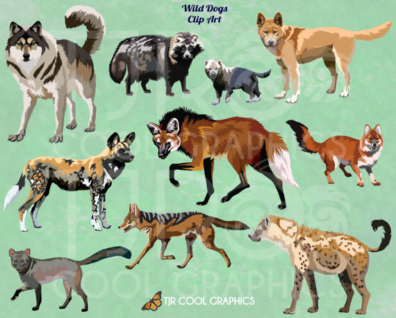 Wild Dogs Digital Realistic Clip Art Png Printable Gray Wolf Dingo