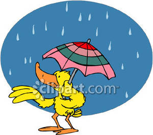 Duck With Umbrella In The Rain   Royalty Free Clipart Picture