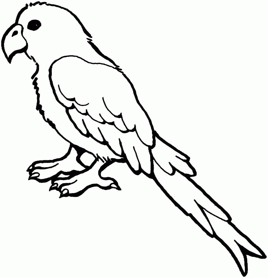 Parrot Black And White Free Parrot And Macaw Coloring Pages 940x973