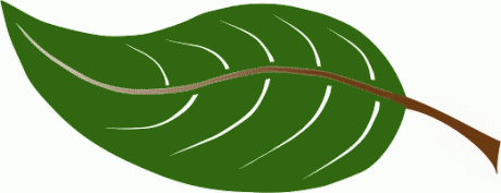 Leaf Clipart Picture