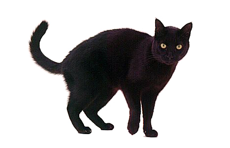 Fat Black Cat Clipart   Cliparthut   Free Clipart