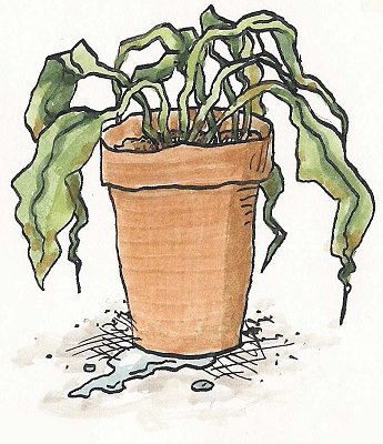Pen Ink And Watercolour Wash Drawing Of Withering Plant In Terracotta