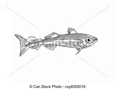 Cod   Pen Drawing Of An Arctic Cod Csp8305019   Search Vector Clipart