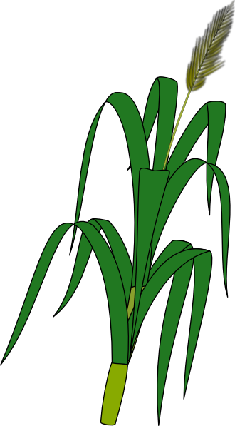 Wheat Plant Food Clip Art At Clker Com   Vector Clip Art Online