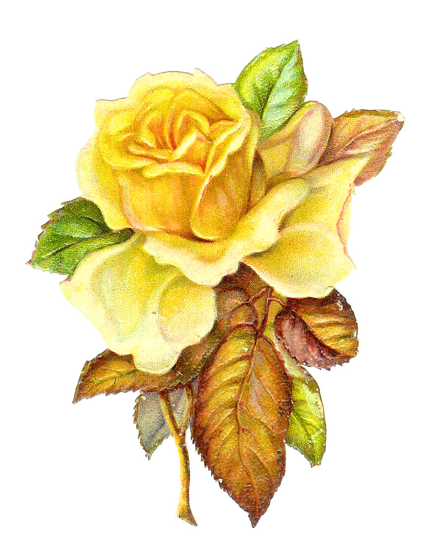 Yellow Roses Are My Favorite Flowers This Beautiful Piece Of Rose Clip