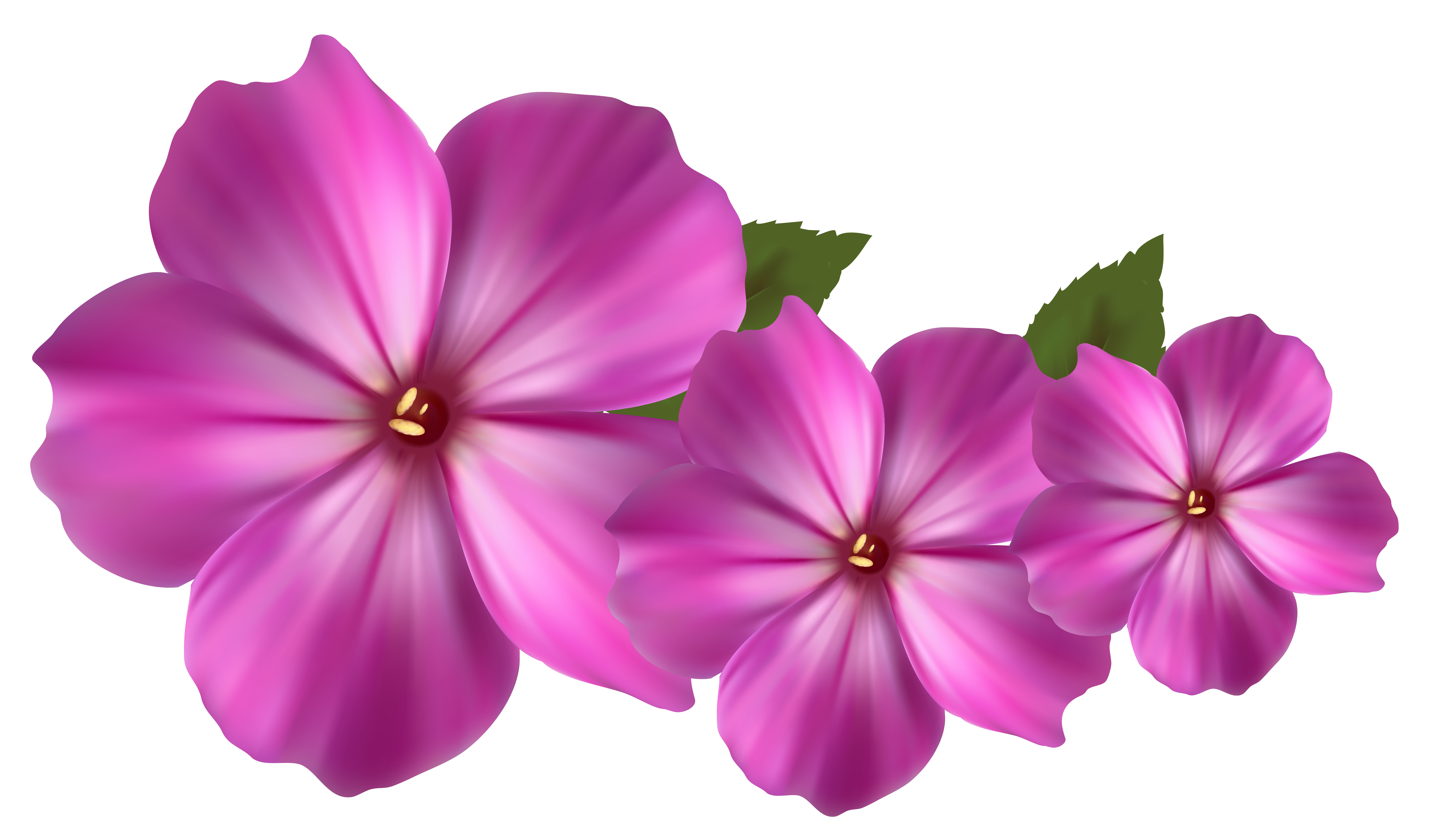 28 Flower Png   Free Cliparts That You Can Download To You Computer