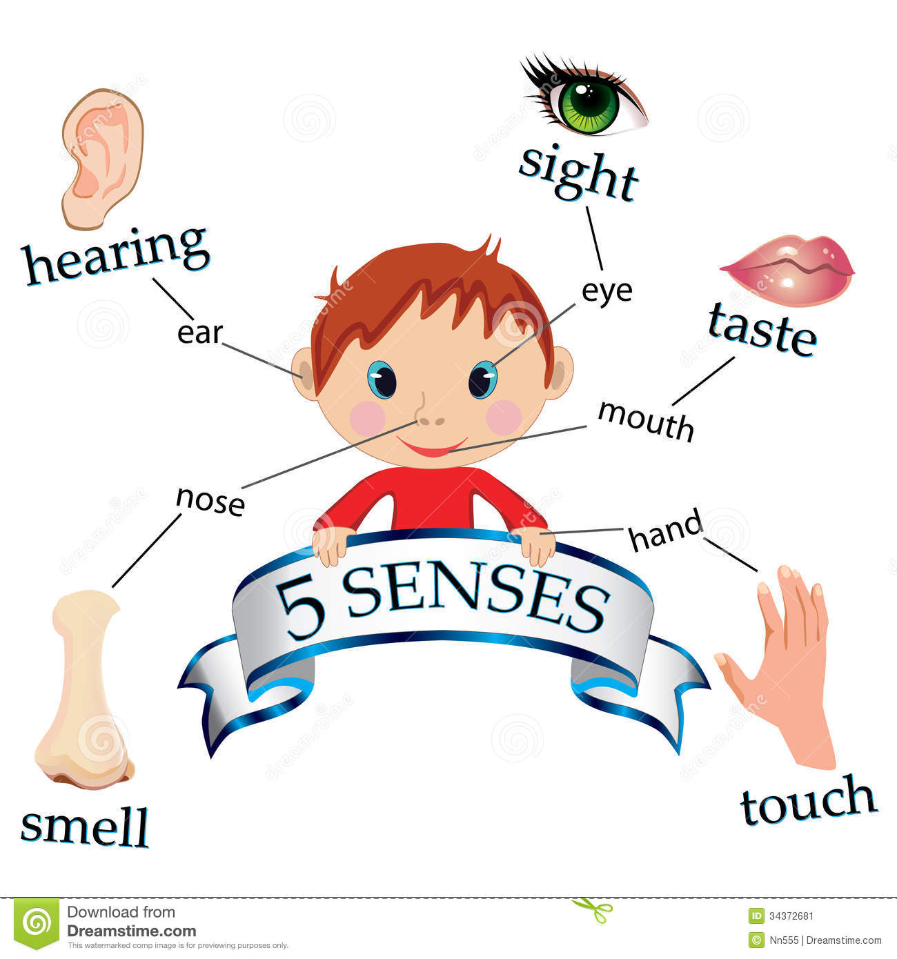 Senses Stock Image   Image  34372681