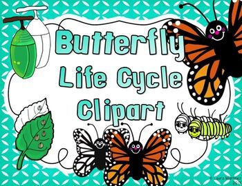 Butterfly Clipart  Life Cycle In 4 Stages