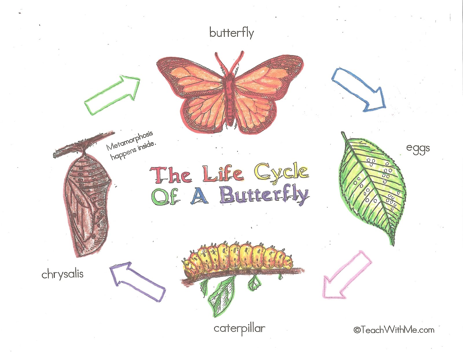 Charts Help Students Review Learn The Life Cycle Of The Butterfly