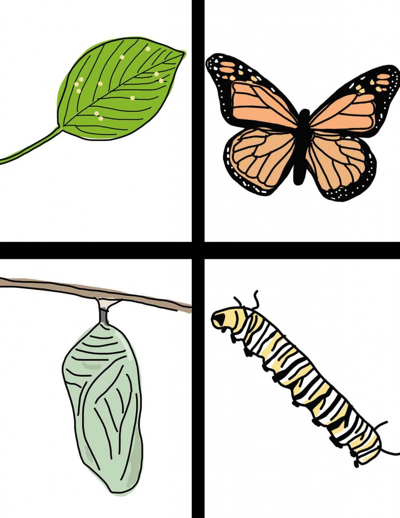 Life Cycle Of The Butterfly  Hand Drawn Clipart   Ezk12lessons Com