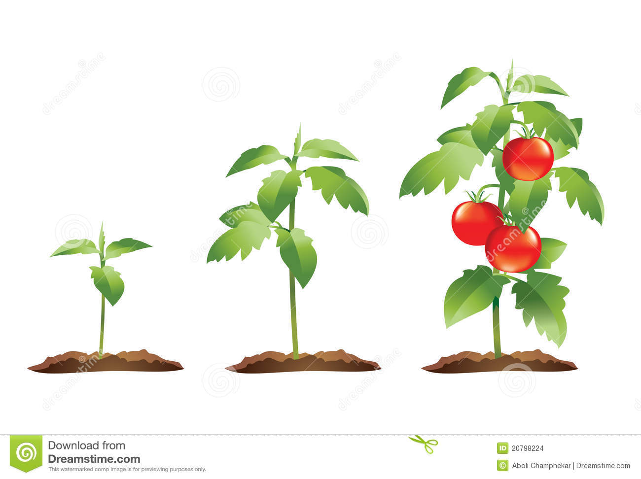 Stages Of Growth Of A Small Tomato Plant To A Fully Grown Plant