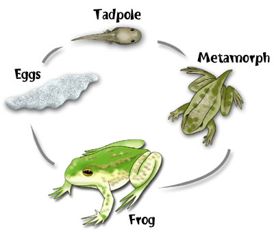 The Life Cycle Of A Frog    Room Twenty Seven