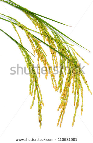 Rice Plant Clipart Displaying 19 Gallery Images For Rice Plant Clipart