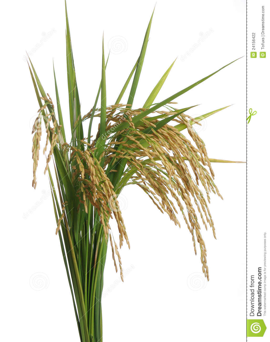Rice Plant Clipart Rice