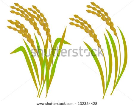 Rice Plant Clipart The Illustration Of Rice