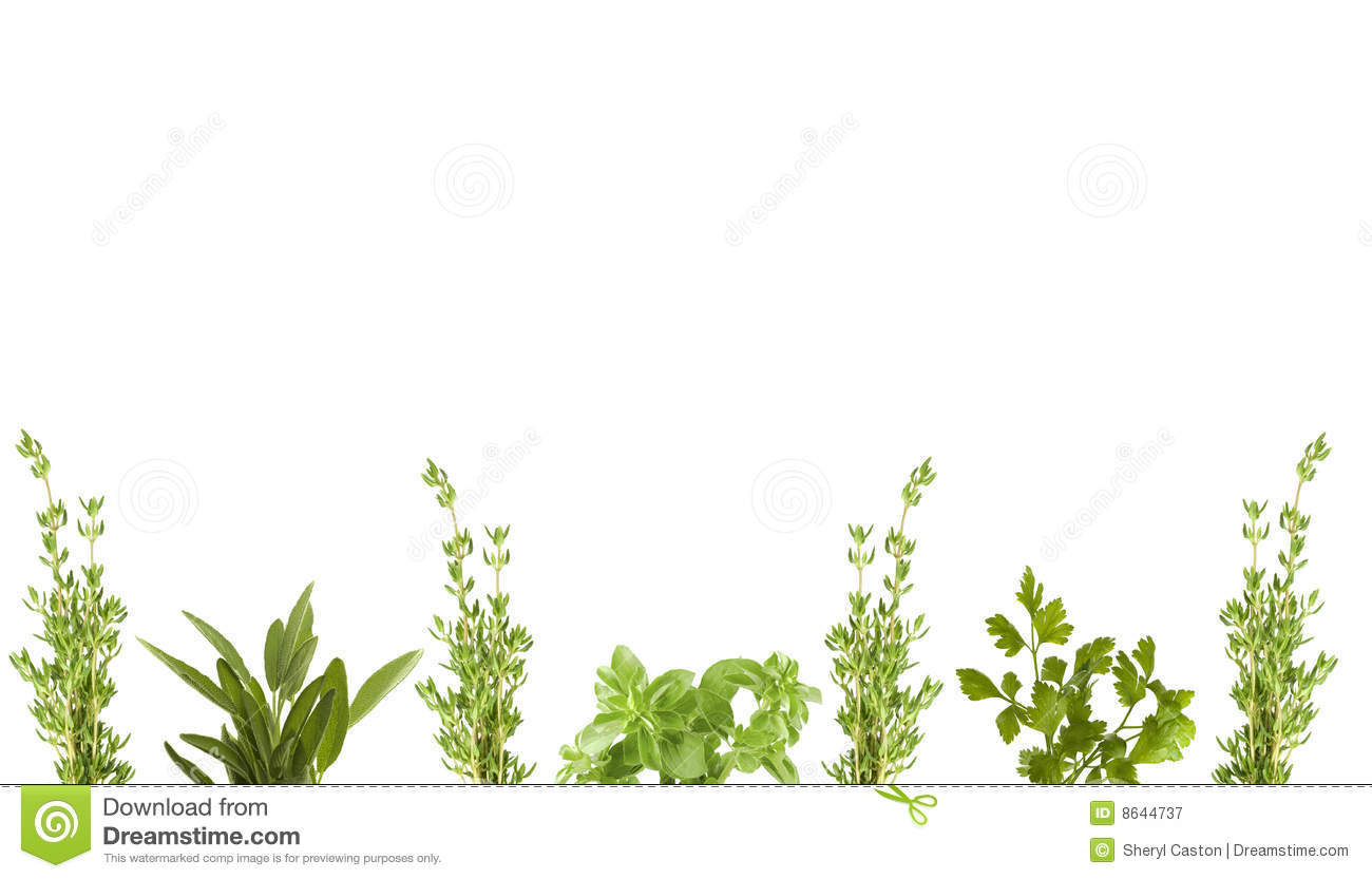 Fresh Organic Herbs For Border Of Stationary Scrapbooking Or Cooking