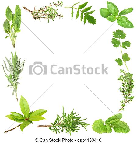 Herb Border Of Bay Leaves Lavender    Csp1130410   Search Clipart