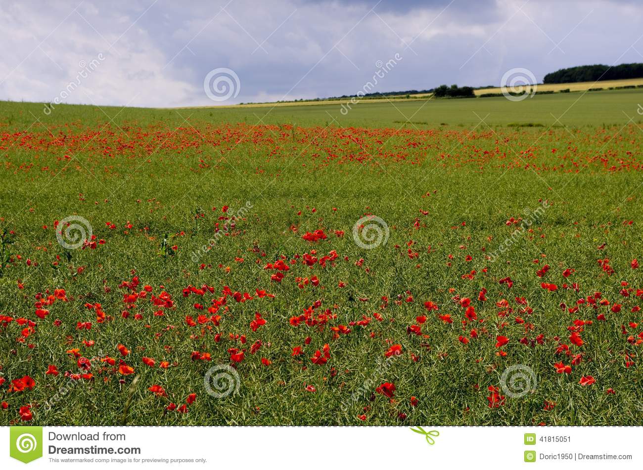 Image Of Red Poppies In An Oil Seed Rape Field The Rape Has Lost Its