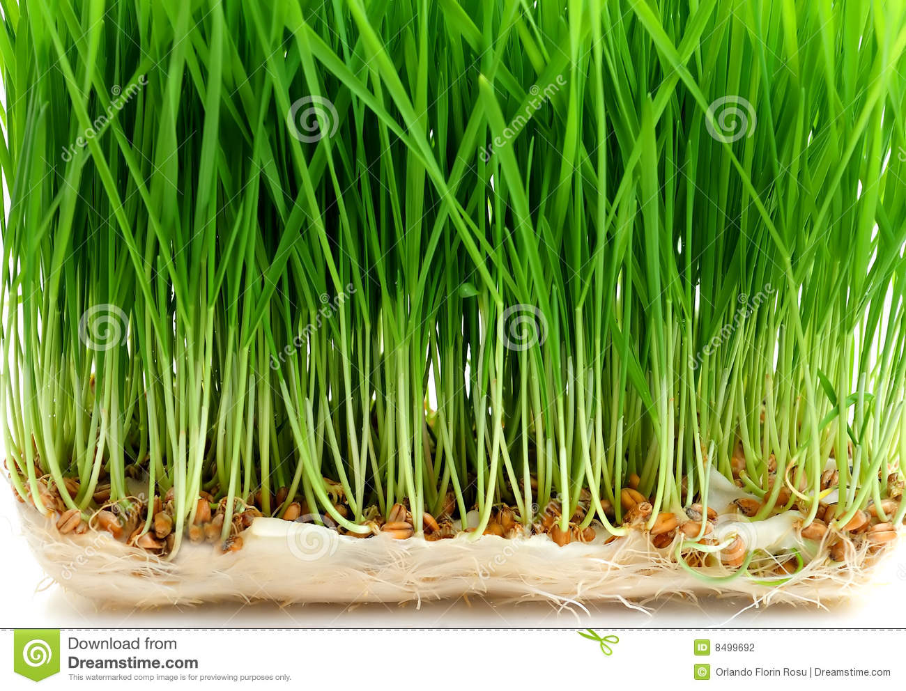 Seed Sprouting Stock Photography   Image  8499692