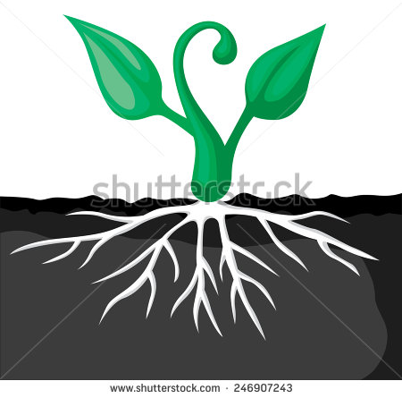 You Searched For Germination Of Seeds And Sprouts Vector Illustration