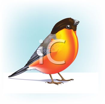 Royalty Free Clipart Image Of A Robin   Spring   Pinterest