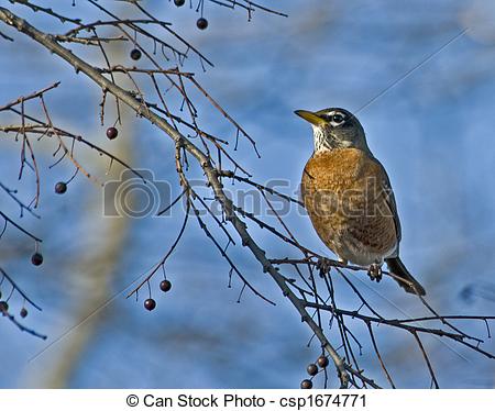 Spring Robin Clipart Stock Photo   Robin Waiting For Spring