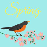 Spring Robin Stock Vectors Illustrations   Clipart
