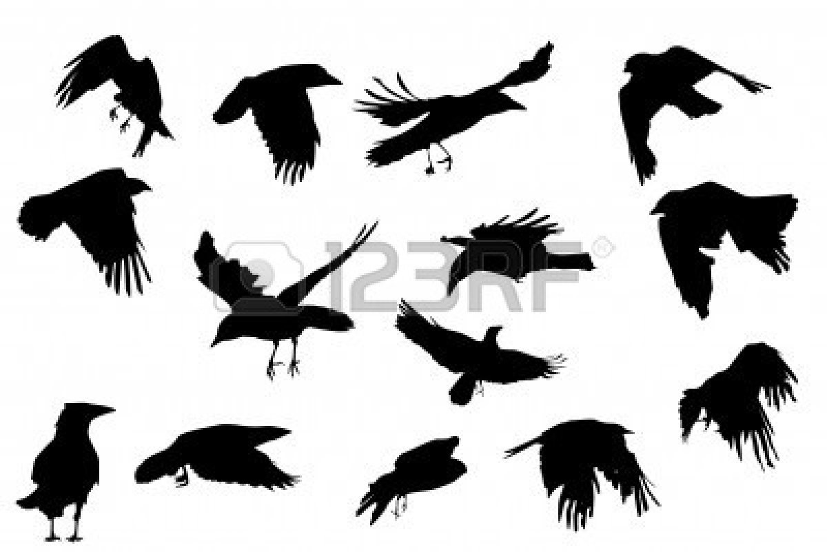 Crows Flying Vector Silhouette Collection Stock Photo   4509820