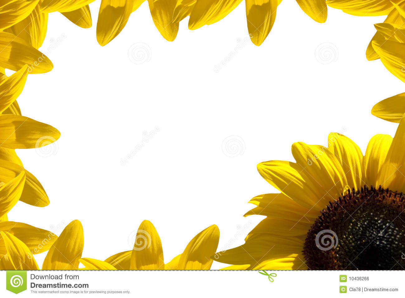 Sunflower Border Royalty Free Stock Image   Image  10436266