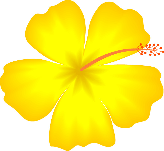 Hawaii State Flower   Free Images At Clker Com   Vector Clip Art