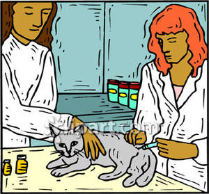 Cat At The Vet S Office   Royalty Free Clipart Picture